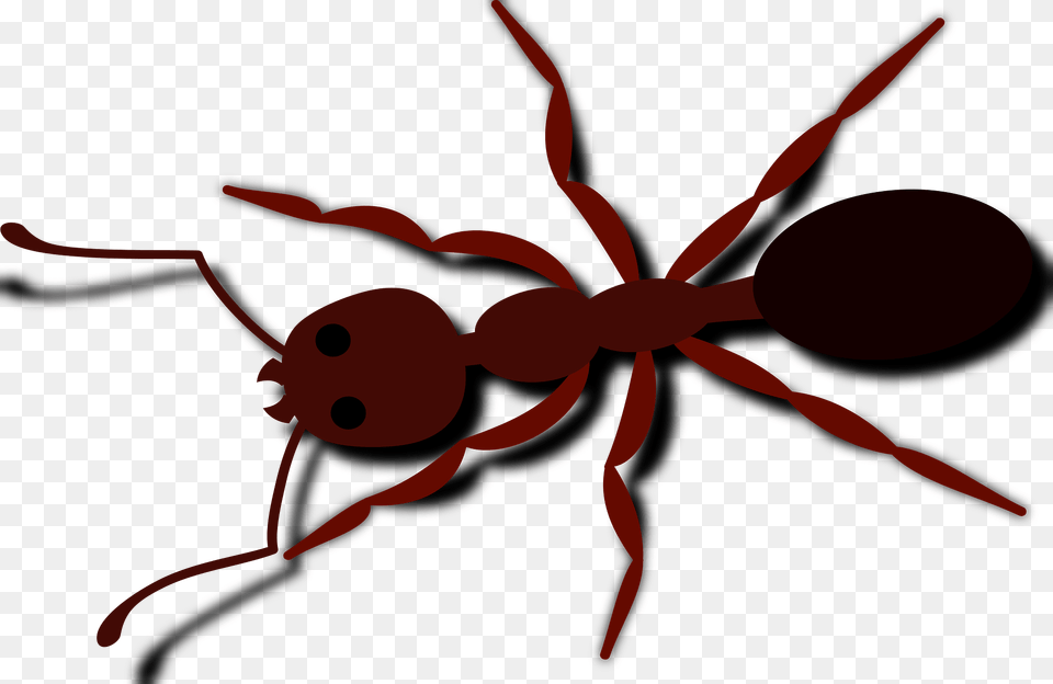 Ant Clipart, Animal, Insect, Invertebrate, Bow Png Image