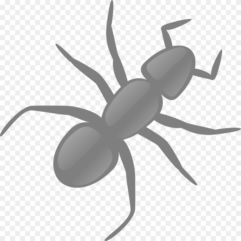 Ant Clipart, Animal, Insect, Invertebrate, Fish Png
