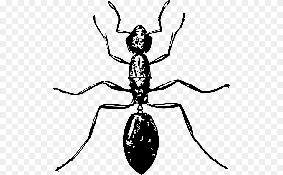 Ant Clipart Black And White Nice Clip Art, Gray Free Png