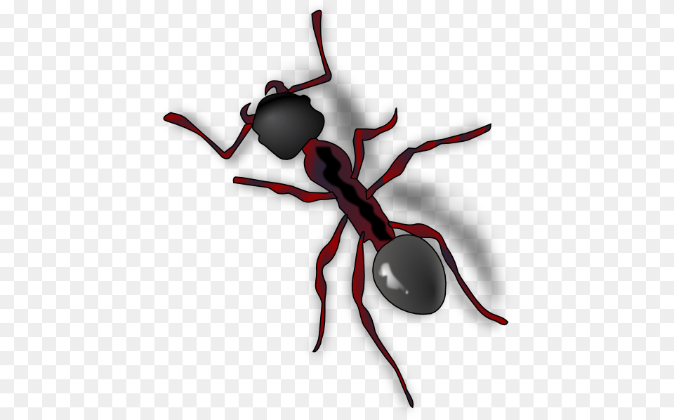 Ant Close Up Svg Clip Arts 504 X 598 Px, Animal, Insect, Invertebrate Png Image