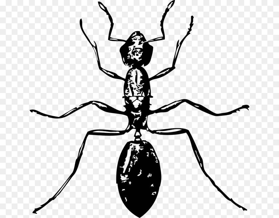 Ant Download Computer Icons Line Art, Gray Free Transparent Png