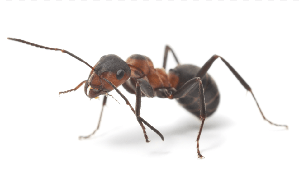 Ant Facts Myror Sverige, Animal, Insect, Invertebrate Png