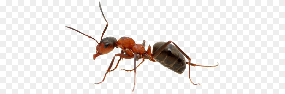 Ant Free Download Ant, Animal, Insect, Invertebrate, Food Png Image