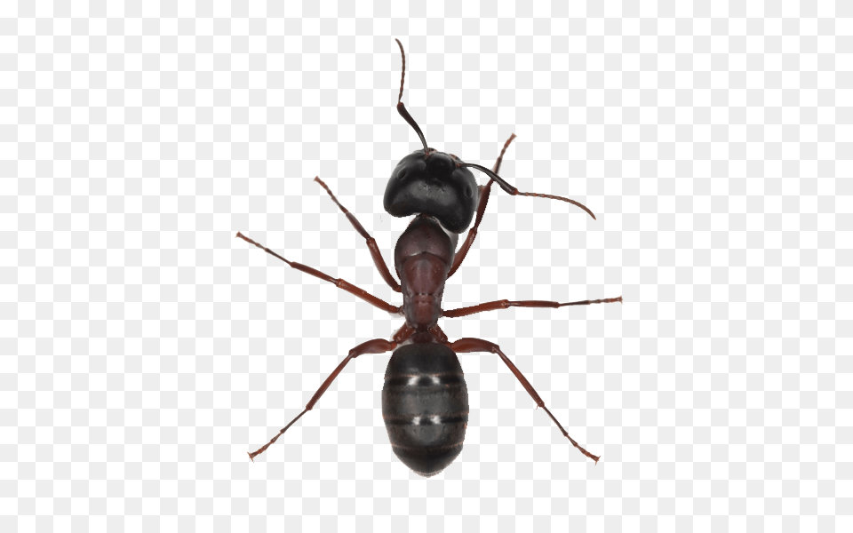 Ant Image, Animal, Insect, Invertebrate Free Transparent Png