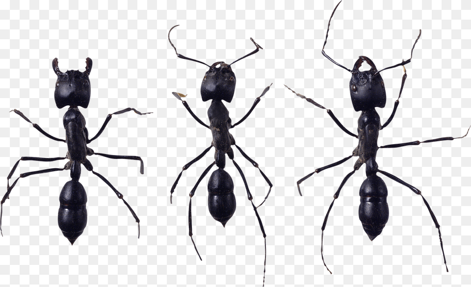 Ant Image Ant, Animal, Insect, Invertebrate Free Transparent Png