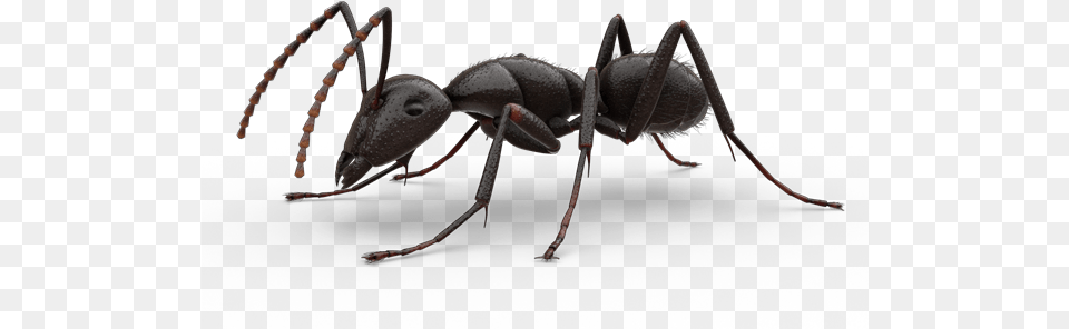 Ant Imagem De Uma Formiga, Animal, Insect, Invertebrate Png Image