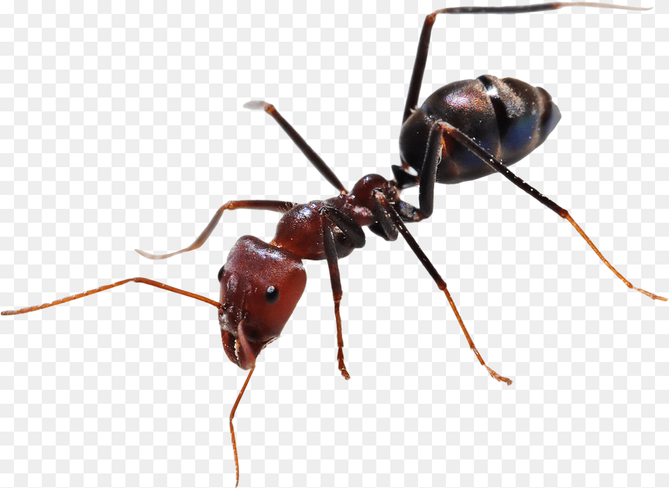 Ant Images For Ant, Animal, Insect, Invertebrate Free Transparent Png