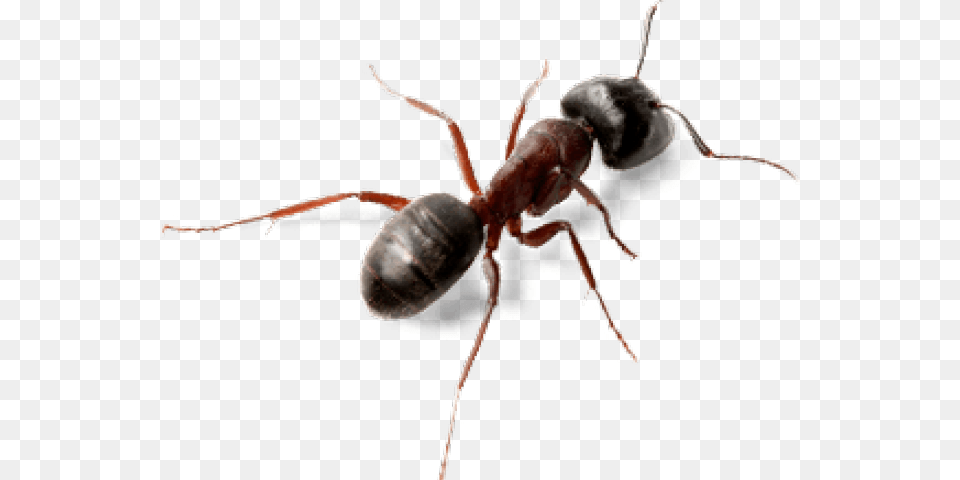 Ant Insect, Animal, Invertebrate Free Png Download
