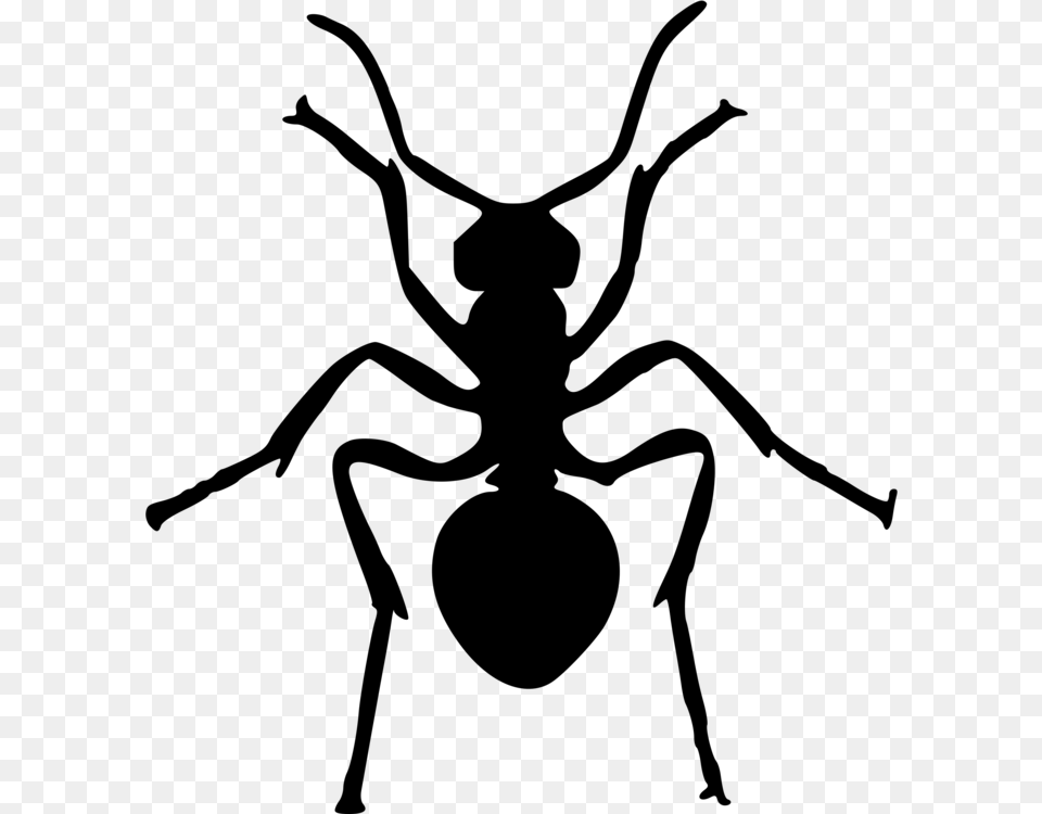 Ant Insect Art Silhouette Drawing, Gray Free Transparent Png