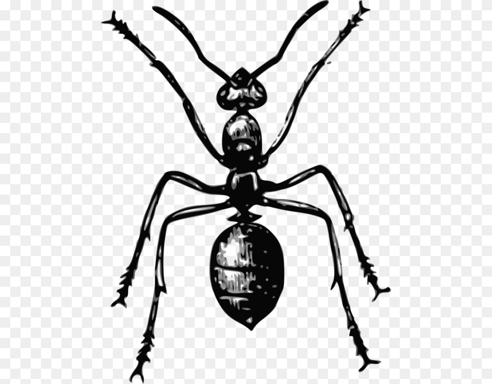 Ant Insect La Vie Des Fourmis Drawing Mosquito, Animal, Bow, Weapon, Invertebrate Png Image