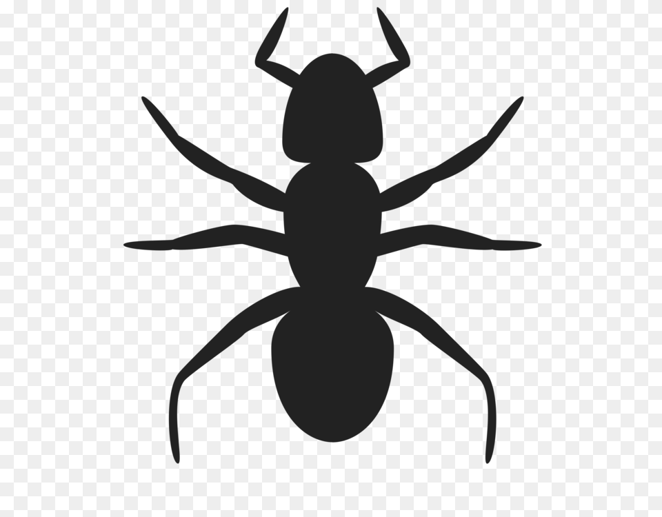 Ant Insect Silhouette Art Drawing, Animal, Invertebrate Free Transparent Png