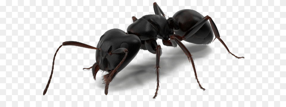 Ant Man Spider Man Black Ant, Animal, Insect, Invertebrate Free Png