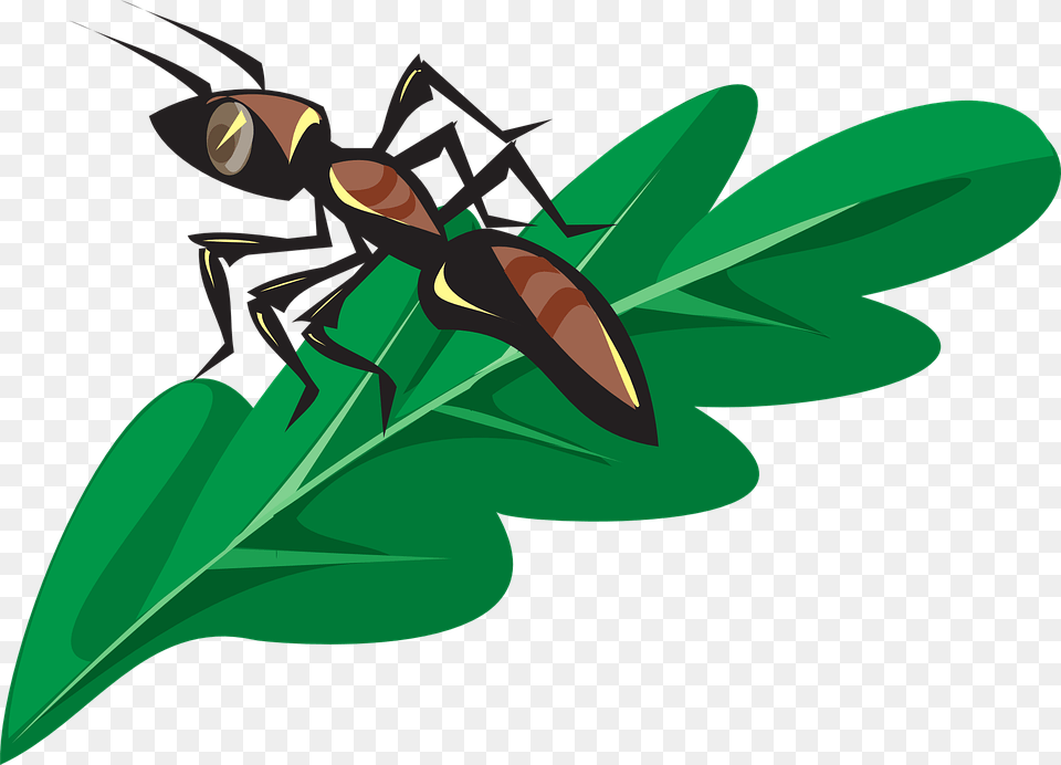 Ant On A Leaf, Animal, Wasp, Invertebrate, Insect Free Png Download