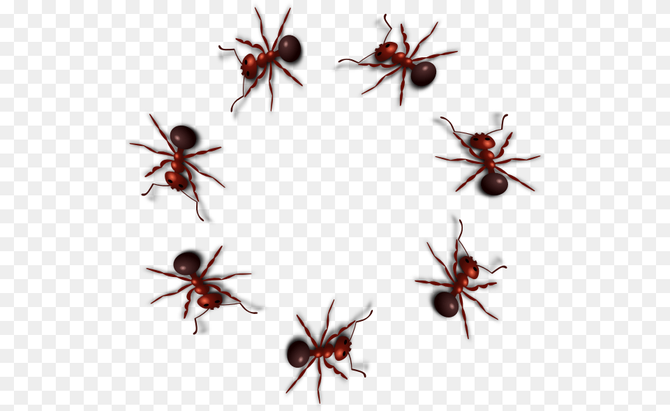 Ant Photo Ant Gif Transparent Background, Maroon, Accessories, Animal, Insect Free Png Download