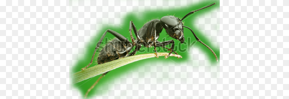 Ant Real Life Cute Ant, Animal, Insect, Invertebrate Png