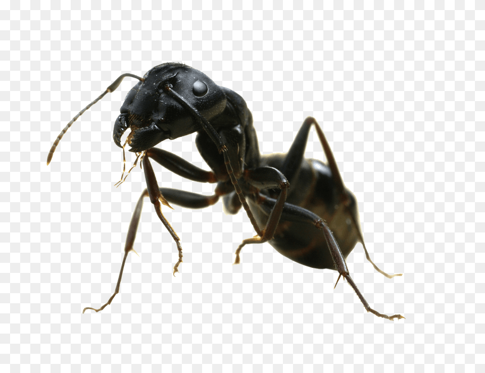 Ant Sideview, Animal, Insect, Invertebrate Free Png Download