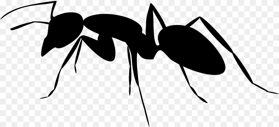Ant Silhouette, Animal, Insect, Invertebrate, Kangaroo Png