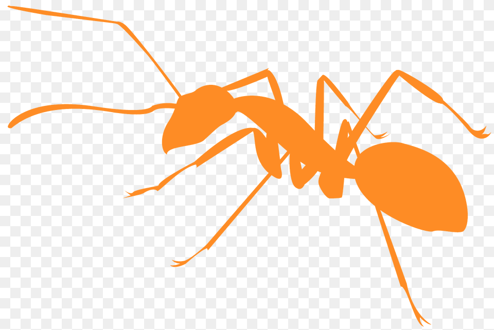 Ant Silhouette, Animal, Insect, Invertebrate Free Png Download