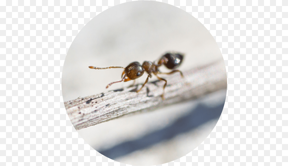 Ant Species Macro Photography, Animal, Insect, Invertebrate Free Png Download