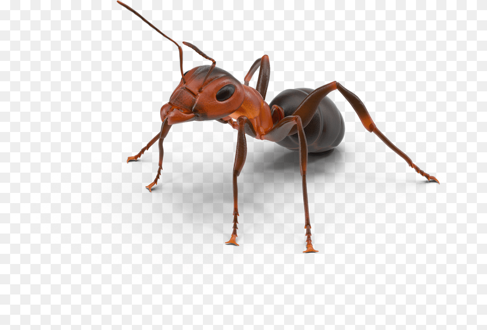 Ant Texas Insect Ants Download Fire Ant, Animal, Invertebrate Png Image