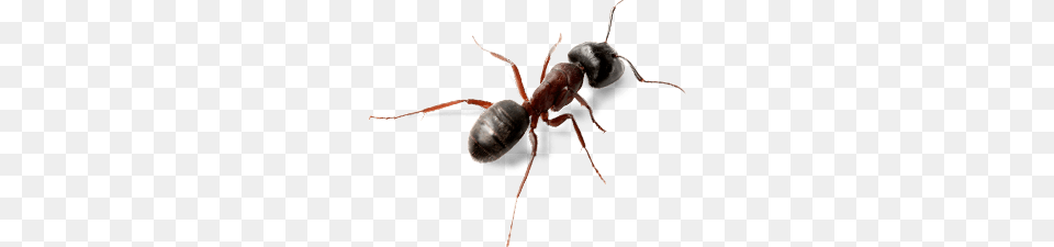 Ant Top View, Animal, Insect, Invertebrate Free Png Download