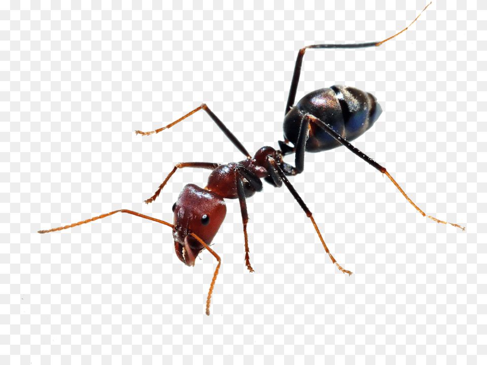 Ant Transparent Background Ant, Animal, Insect, Invertebrate Free Png Download