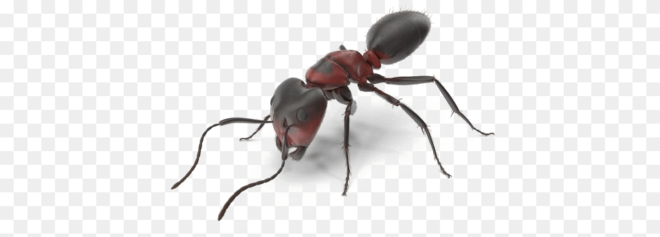 Ant Transparent Tiger Beetle, Animal, Insect, Invertebrate, Spider Png Image