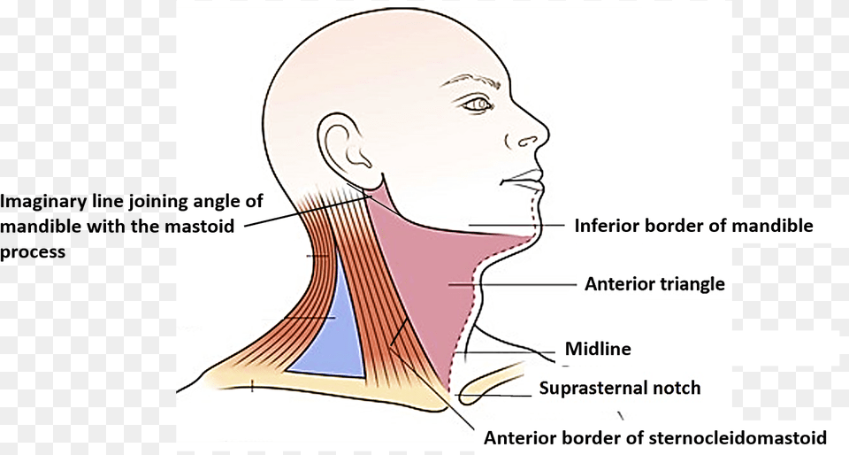 Ant Triangle Of Neck, Body Part, Face, Head, Person Free Png Download