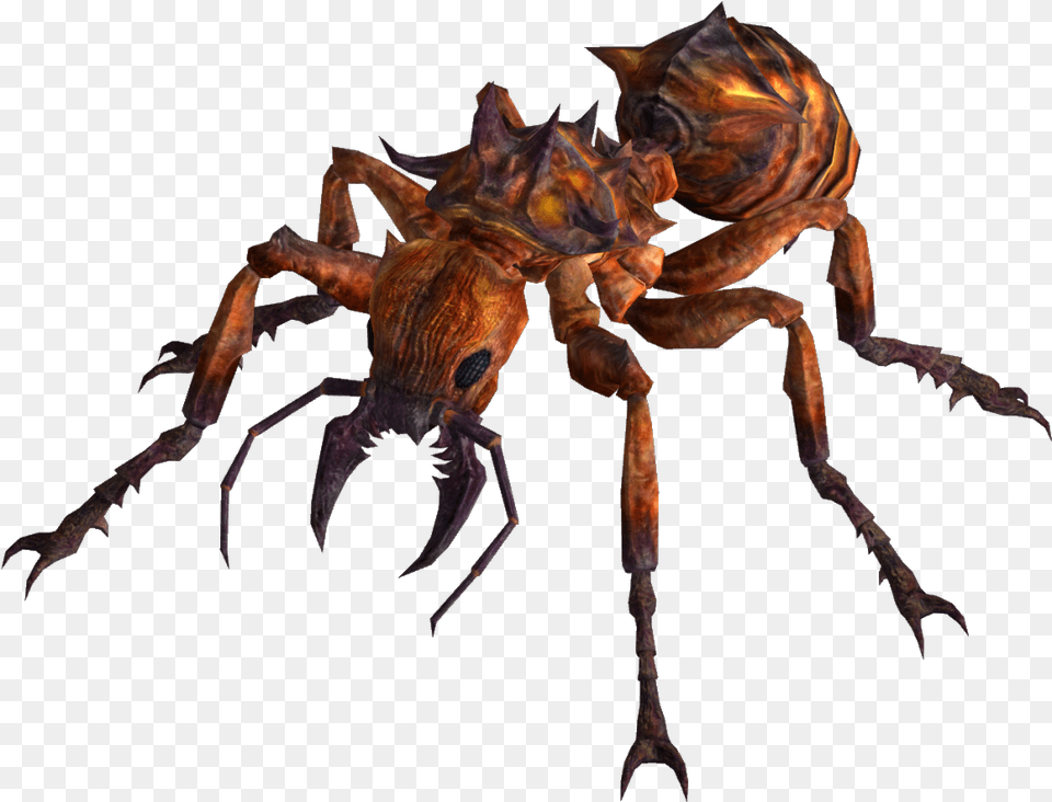Ant Venoms Fire Ants, Animal, Insect, Invertebrate, Spider Png Image