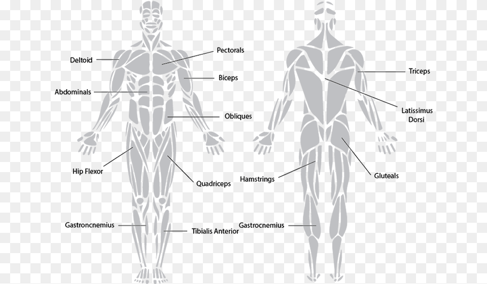 Antagonistic Muscle Action Muscular System Black And White, Adult, Man, Male, Person Png Image