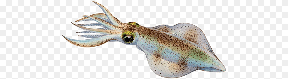 Antarctic Squid Download Squid, Animal, Food, Sea Life, Seafood Png Image