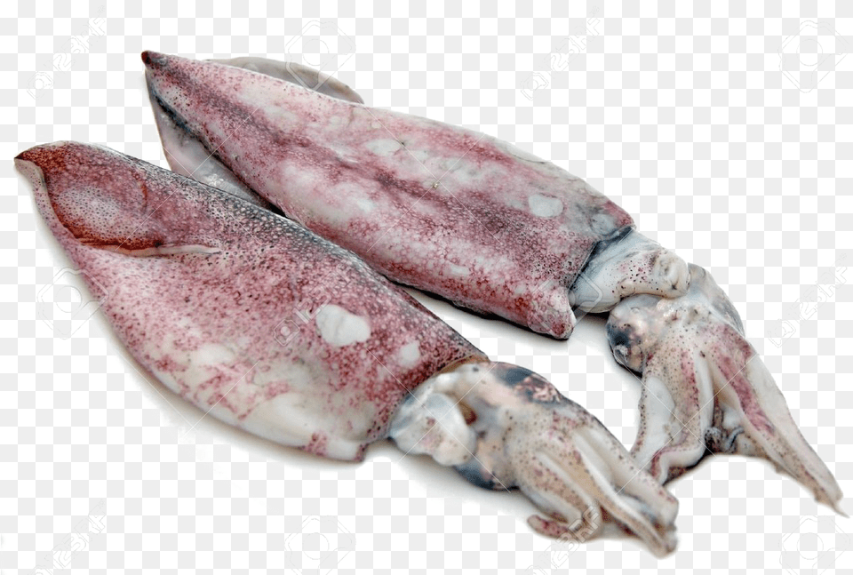 Antarctic Squid Squids, Food, Seafood, Animal, Sea Life Free Png Download