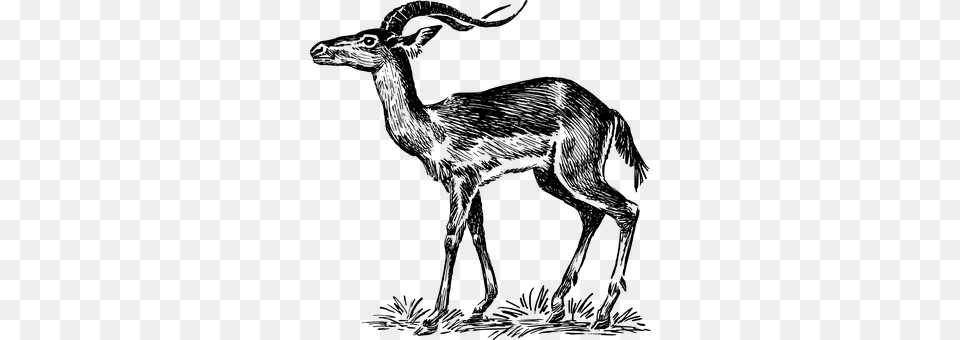 Antelope Gray Png Image