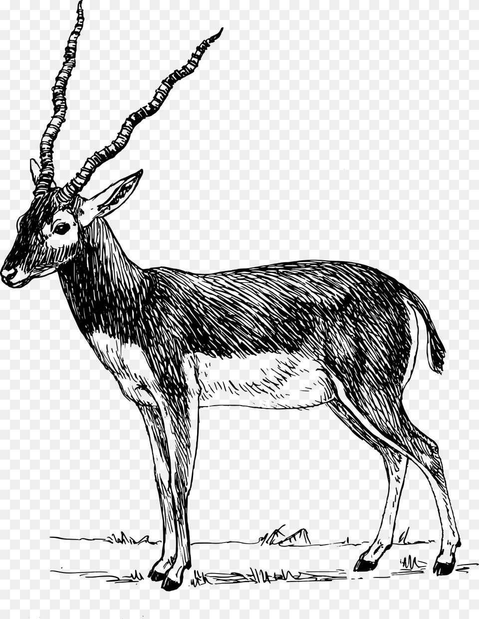 Antelope, Gray Png Image