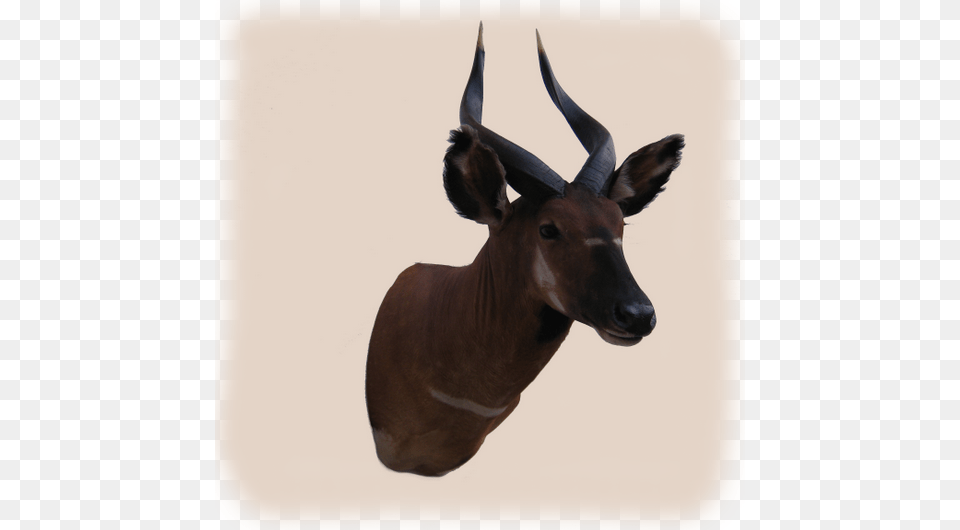 Antelope, Animal, Mammal, Wildlife, Impala Free Transparent Png