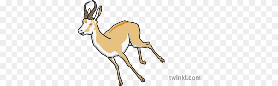 Antelope 4 Illustration Twinkl Animal Figure, Gazelle, Mammal, Wildlife, Impala Png Image