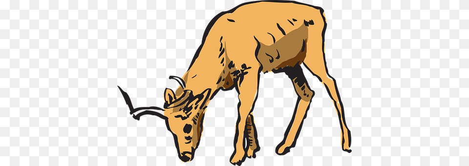 Antelope Wildlife, Animal, Deer, Mammal Png Image