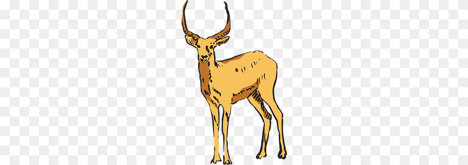 Antelope Animal, Deer, Wildlife, Impala Free Png Download
