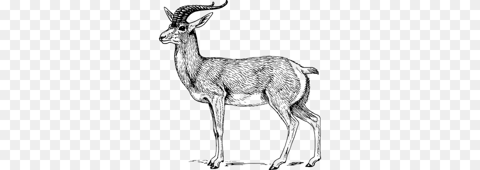 Antelope Gray Png Image