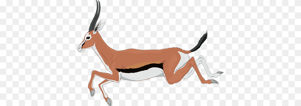 Antelope Animal, Gazelle, Mammal, Wildlife Png Image