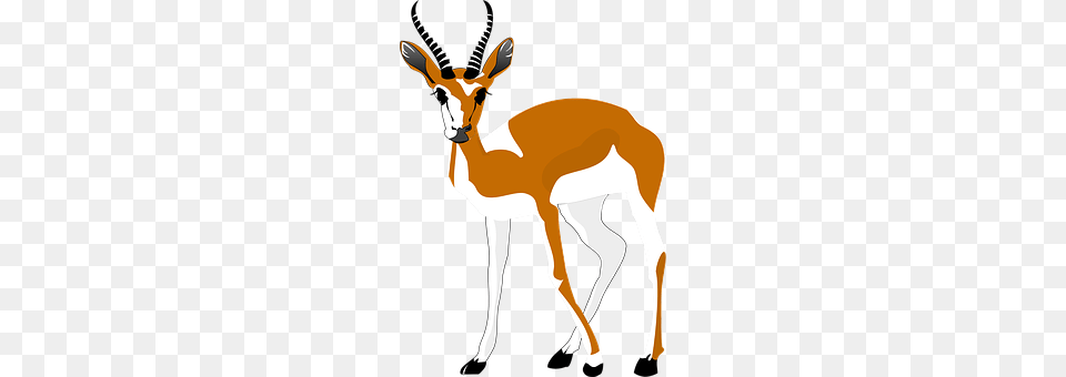 Antelope Animal, Gazelle, Mammal, Wildlife Free Transparent Png
