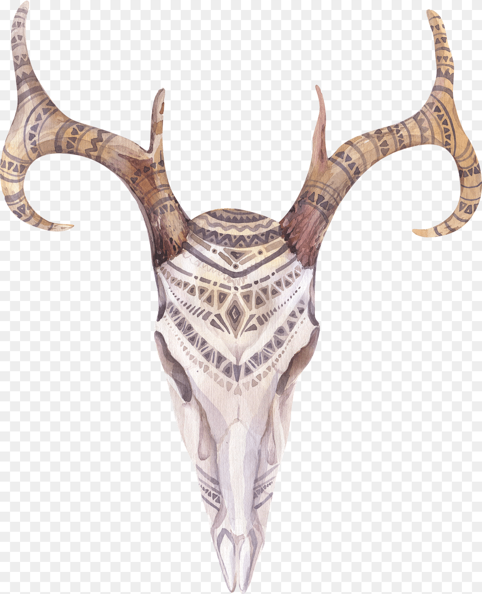 Antelope Drawing Watercolor Boho Cow Skull Free Png Download