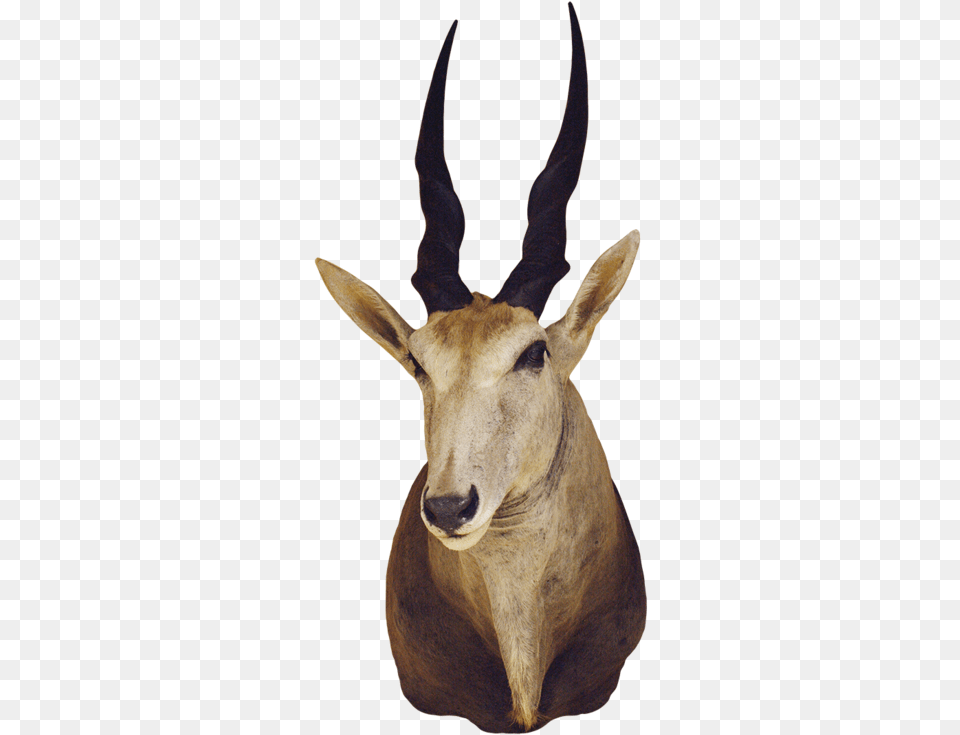 Antelope Shoulder Mount Common Eland, Animal, Mammal, Wildlife, Gazelle Free Transparent Png