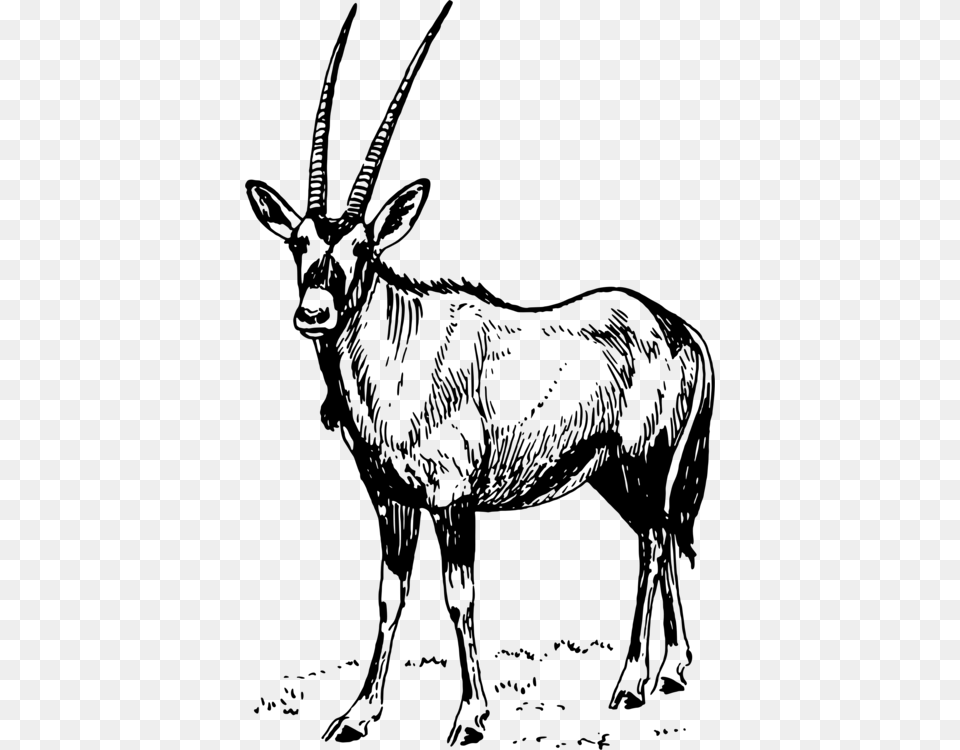 Antelopemonochrome Photographydeer Oryx Clipart, Gray Png