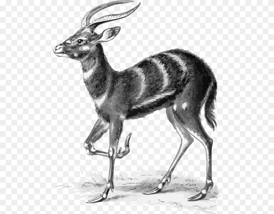 Antelopespringbokmusk Deer Ernst Haeckel Animals, Animal, Antelope, Mammal, Wildlife Png Image