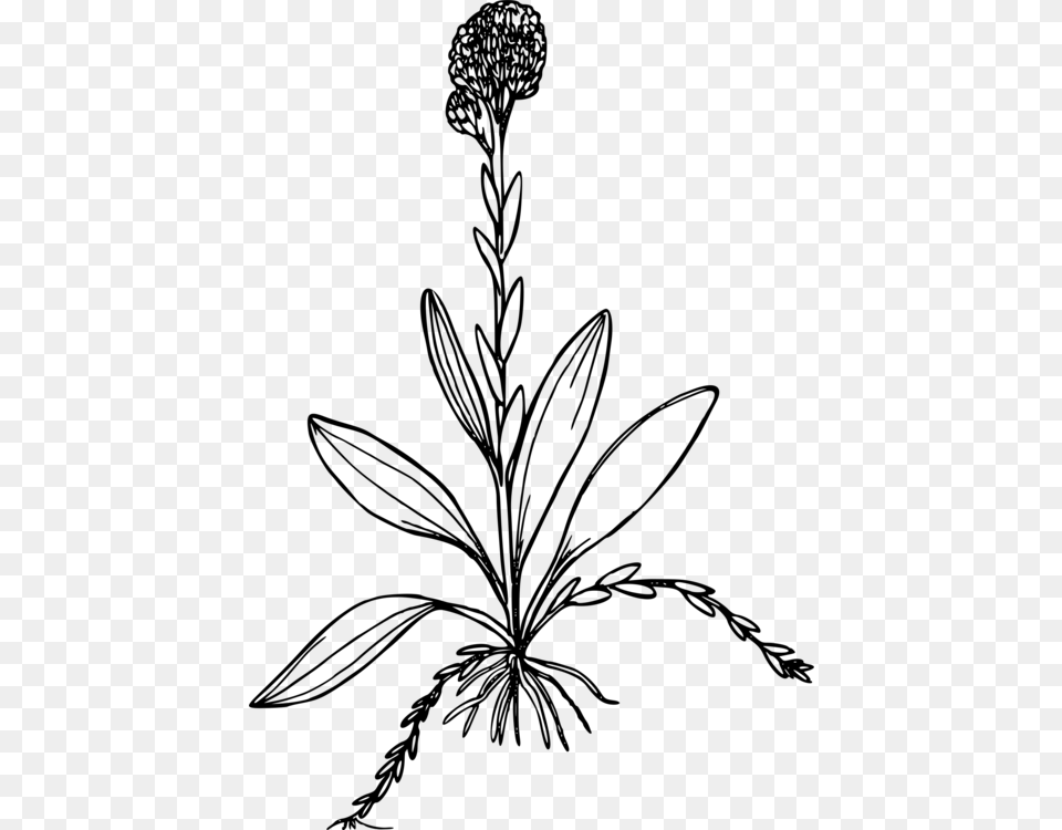 Antennaria Corymbosa Computer Icons Drawing Plants Black And White, Gray Free Png Download