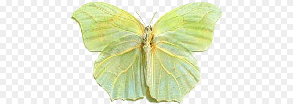 Anteos Clorinde Nivefera Green Leaf2 Green Leaf Butterfly, Animal, Insect, Invertebrate, Moth Free Png