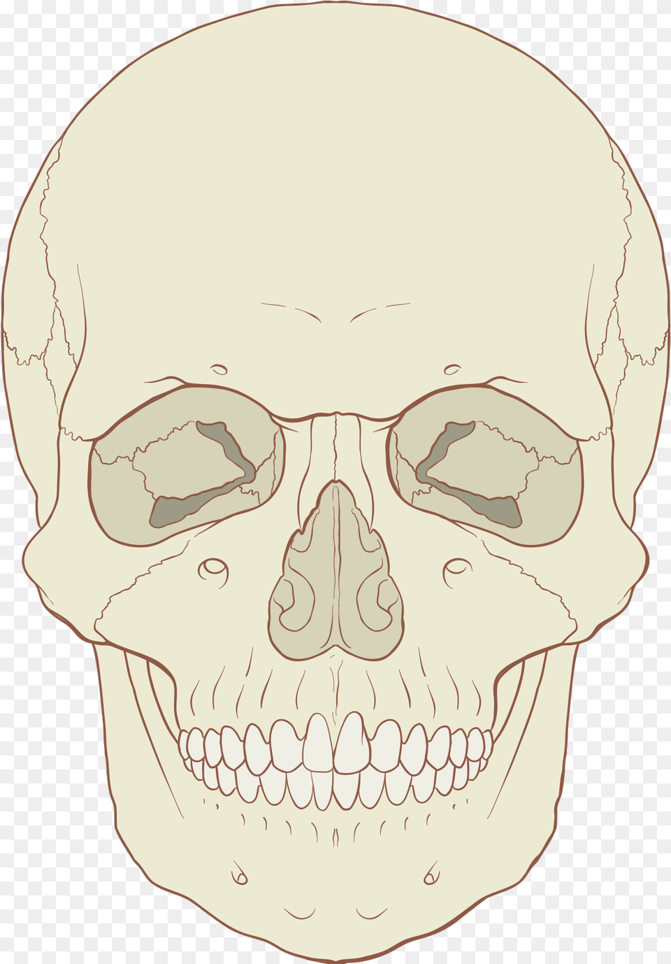 Anterior Of Human Skull, Body Part, Mouth, Person, Teeth Free Transparent Png