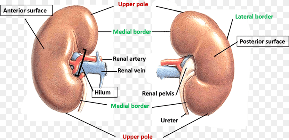 Anterior Surface Of Kidney Gross Features Of Kidney, Home Decor, Cushion, Bread, Food Free Png