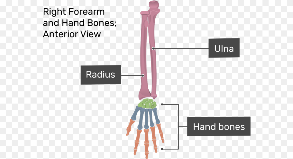 Anterior View Of Right Forearm And Hand Bones Bones Of Hands, Festival, Hanukkah Menorah Png Image